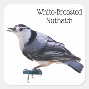 White-Breasted Nuthatch Square Sticker