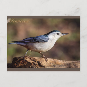 White breasted Nuthatch Tennessee Postcard