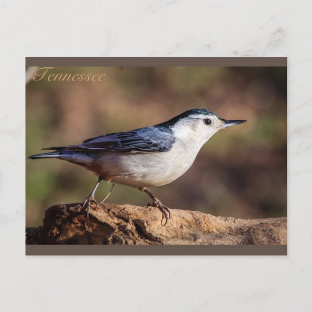 White breasted Nuthatch Tennessee Postcard (Front)