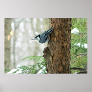 White Breasted Nuthatch Winter Poster