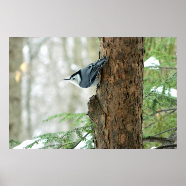 White Breasted Nuthatch Winter Poster (Front)