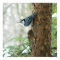 White Breasted Nuthatch Winter Poster