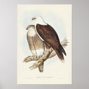 White-breasted Sea Eagle by Elizabeth Gould Poster