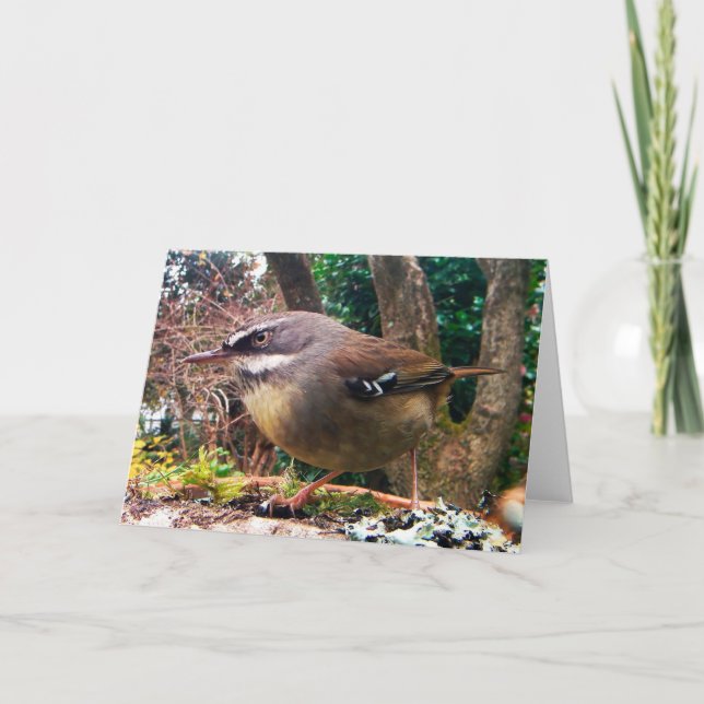 White Browed Scrub Wren. Australian bird. Card (Front)
