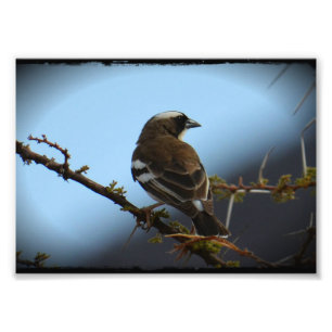 White Browed Sparrow Weaver Photo Print