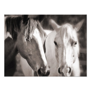 White Brown Horses Sepia Horse Photo Print