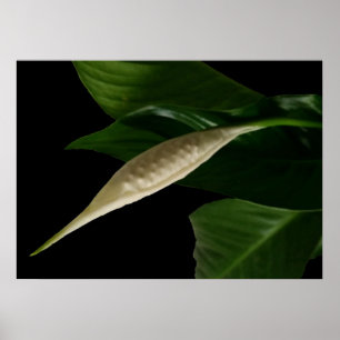 white bud poster