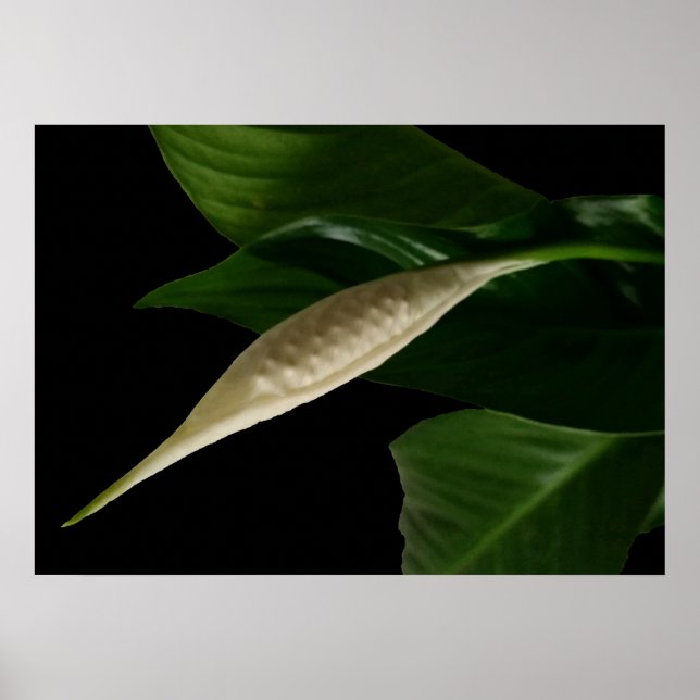 white bud poster (Front)