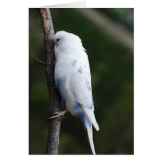 white budgie hugging tree