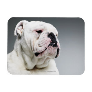 White Bull dog Magnet