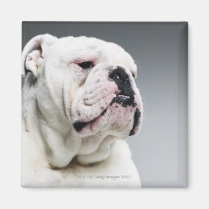 White Bull dog Magnet