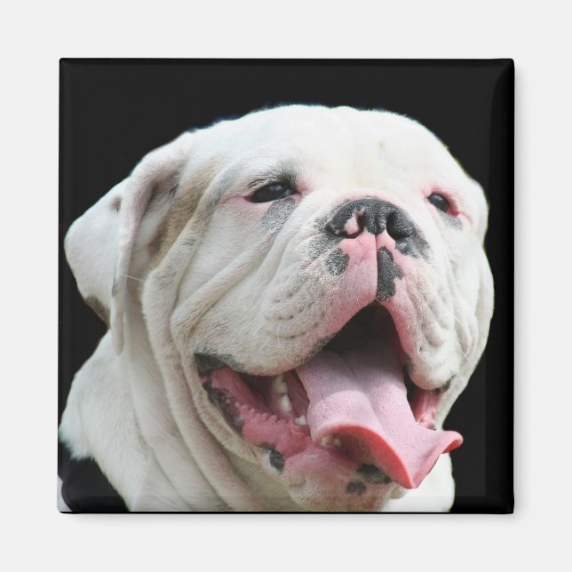 White Bulldog  Magnet (Front)
