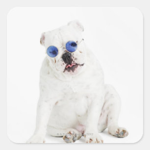 White bulldog with blue tinted shades square sticker