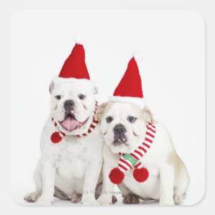 White bulldogs square sticker