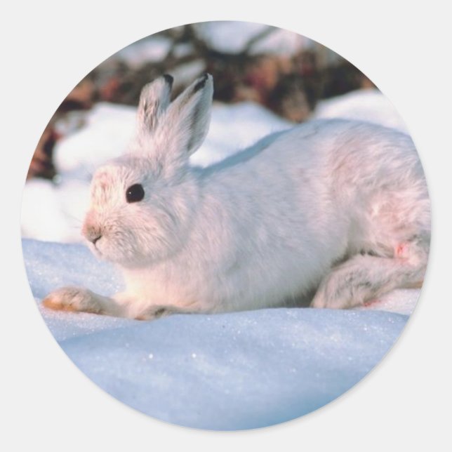 White Bunny Classic Round Sticker (Front)