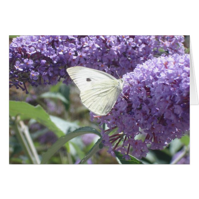 White Butterfly Card (Front Horizontal)