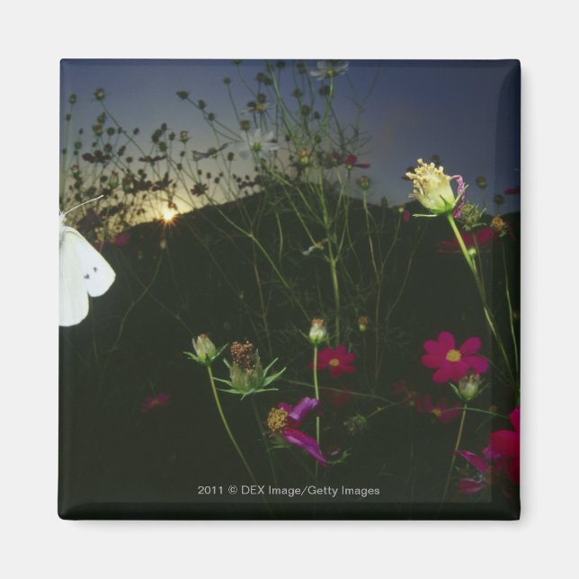 White Butterfly in flight at sunset Magnet (Front)