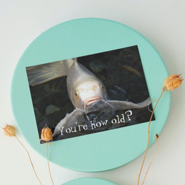 White Butterfly Koi Funny Birthday Card (In Situ)