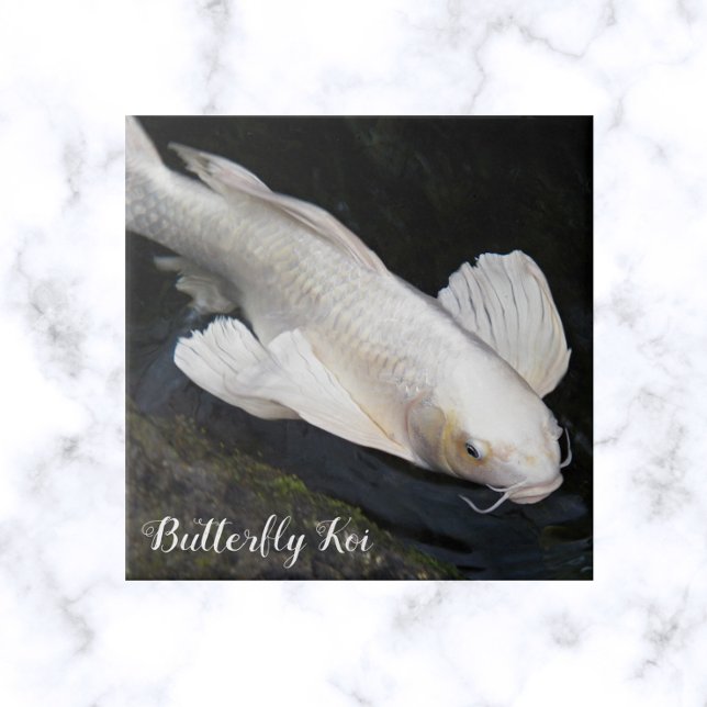 White Butterfly Koi Photo Ceramic Tile (In Situ)