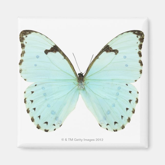 White butterfly magnet (Front)