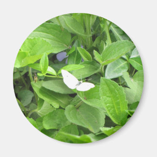 White Butterfly Magnet