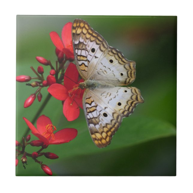 White Butterfly on Red Flowers Ceramic Tile (Front)