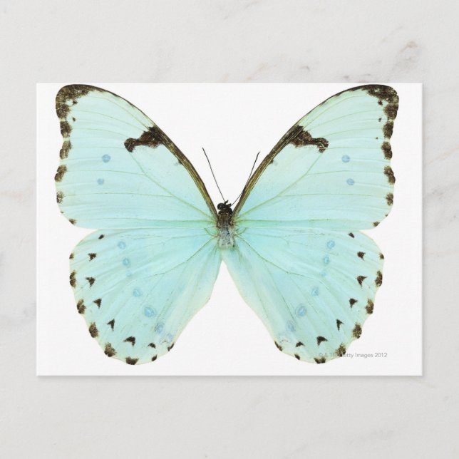 White butterfly postcard (Front)