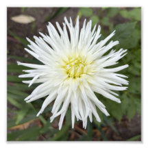 White Cactus Dahlia Botanical Flower Photo Print