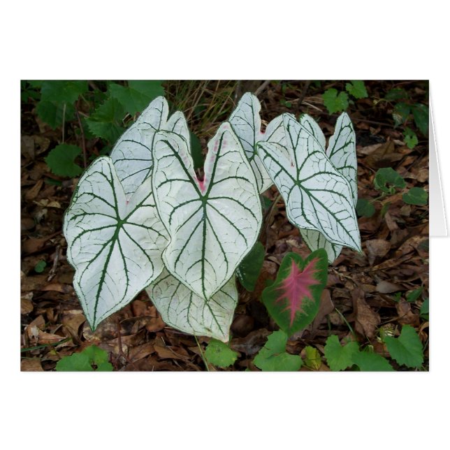 White Caladium (Front Horizontal)