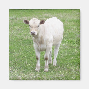 White Calf Square Magnet
