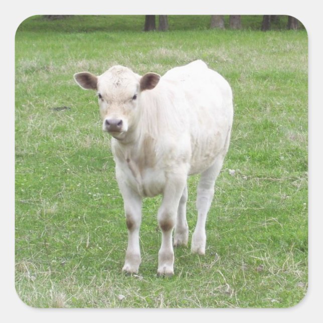 White Calf Square Stickers (Front)