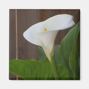 White Cali Lily Magnet