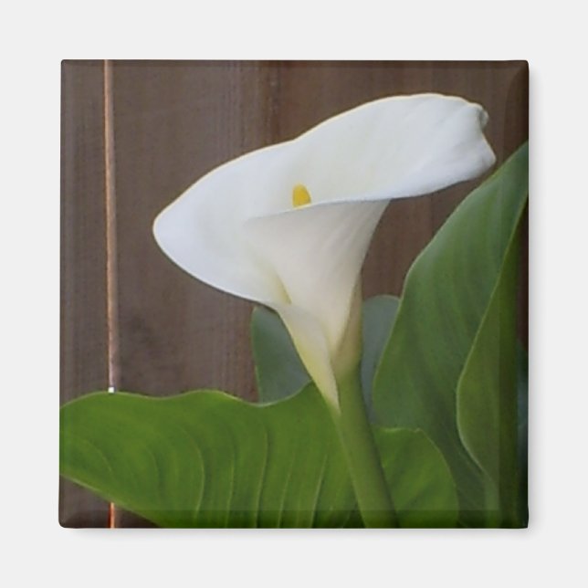 White Cali Lily Magnet (Front)