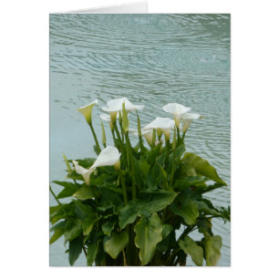 White Calla Lilies and Water Blank Greeting Card