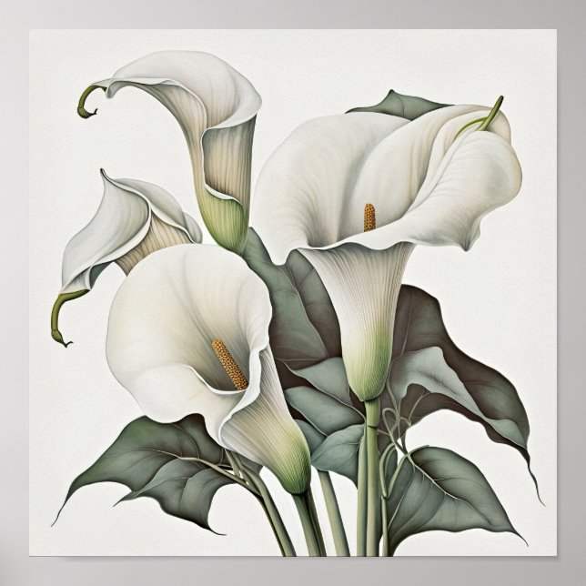 White Calla Lilies Lily Flower Art Print Poster (Front)