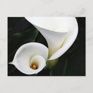 White calla Lillies Postcard