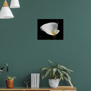 White Calla Lily Floral Photographic Poster