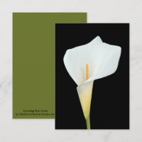 White Calla Lily Flower Backyard Garden Photo 
