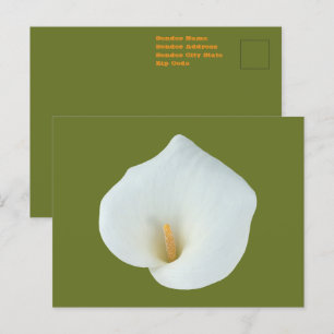 White Calla Lily Flower Backyard Garden Photo Postcard