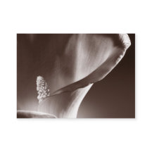 White Calla Lily Flower Black Background