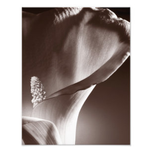 White Calla Lily Flower Black Background Photo Print