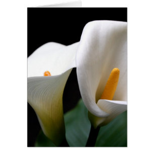 White Calla Lily Flower Greetign Card