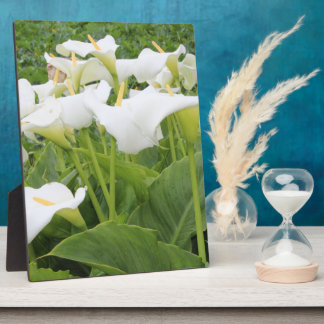 White Calla Lily   Plaque