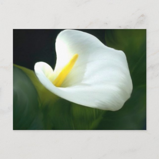 White Calla Lily Postcard (Front)