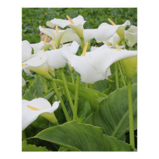 White Calla Lily   Poster