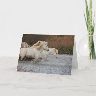 White Camargue Horses Running in Water Card