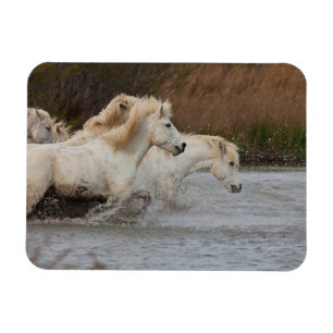 White Camargue Horses Running in Water Magnet