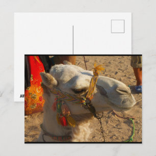 White Camel in Desert Postcard