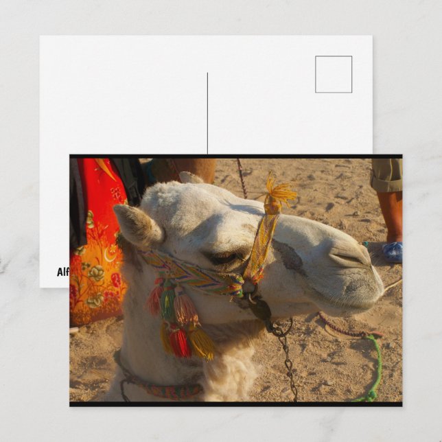 White Camel in Desert Postcard (Front/Back)
