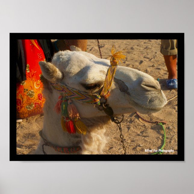 White Camel in Desert Poster (Front)
